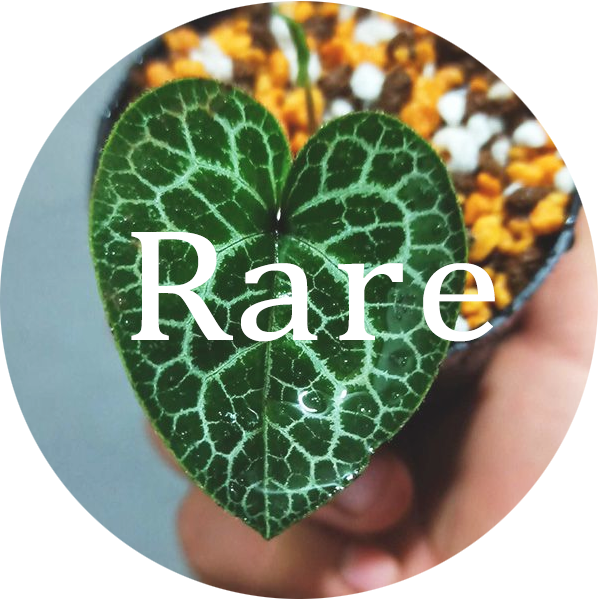 Rare Plants My Home Nature