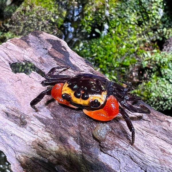 Hamburglar Crab (Lepidothelphusa sp)