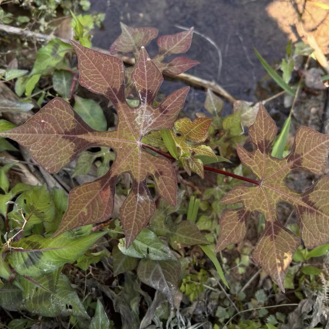 Polygonum palmatum Dunn