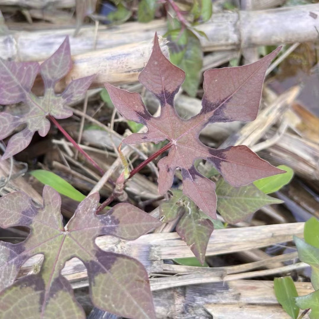 Polygonum palmatum Dunn