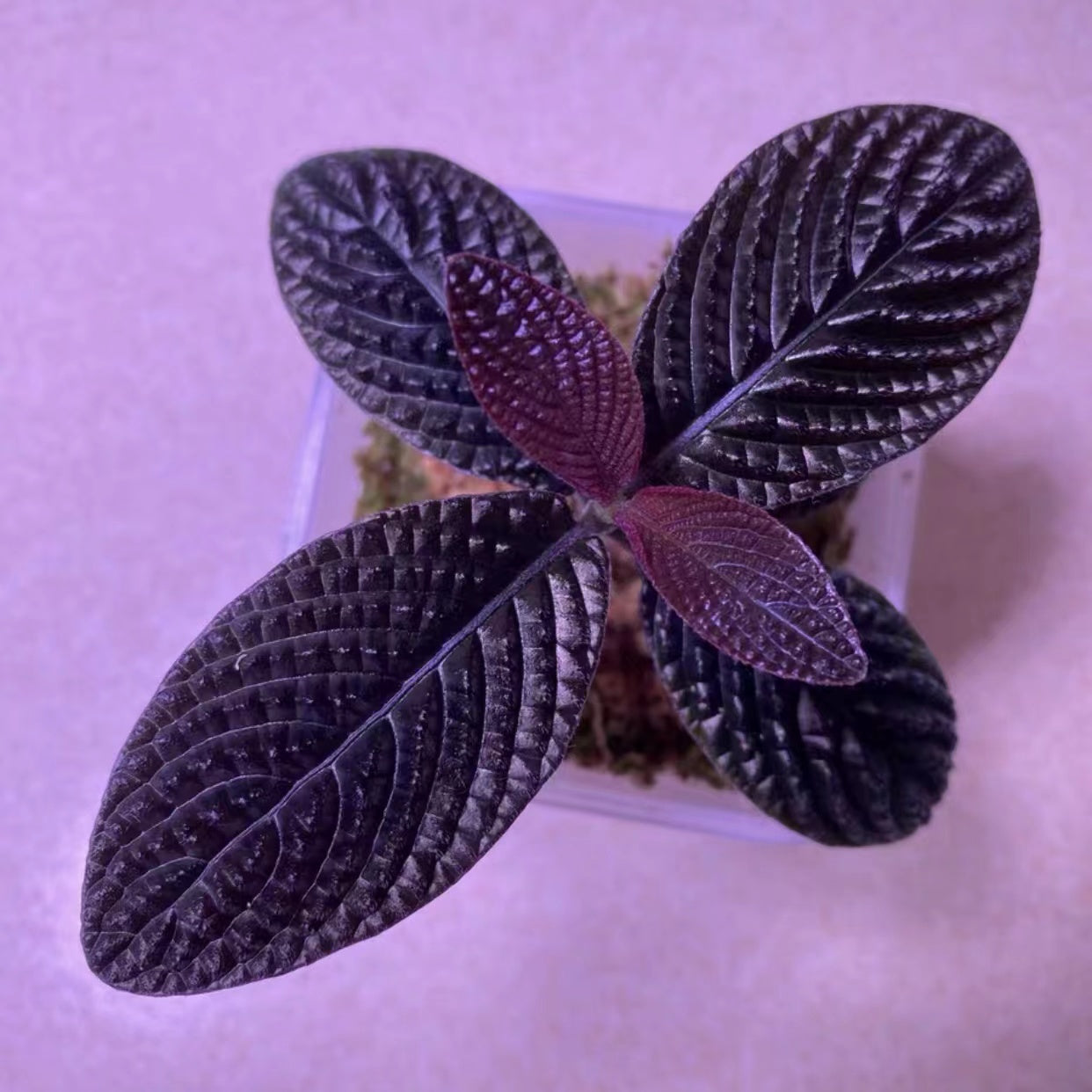 Acanthaceae sp.