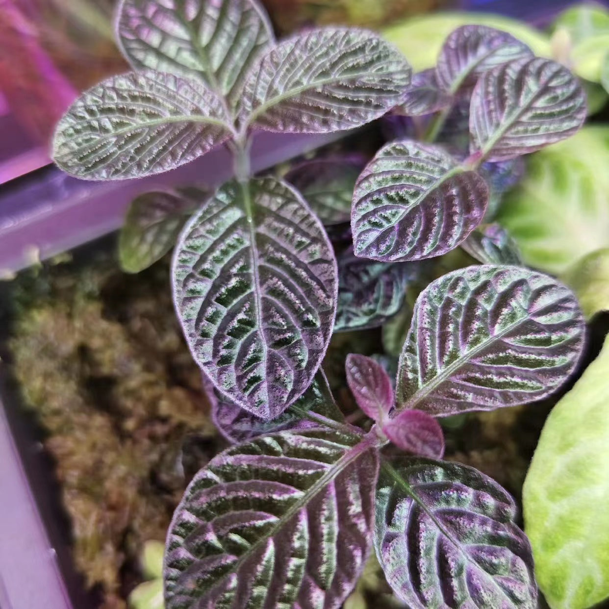 Acanthaceae sp.