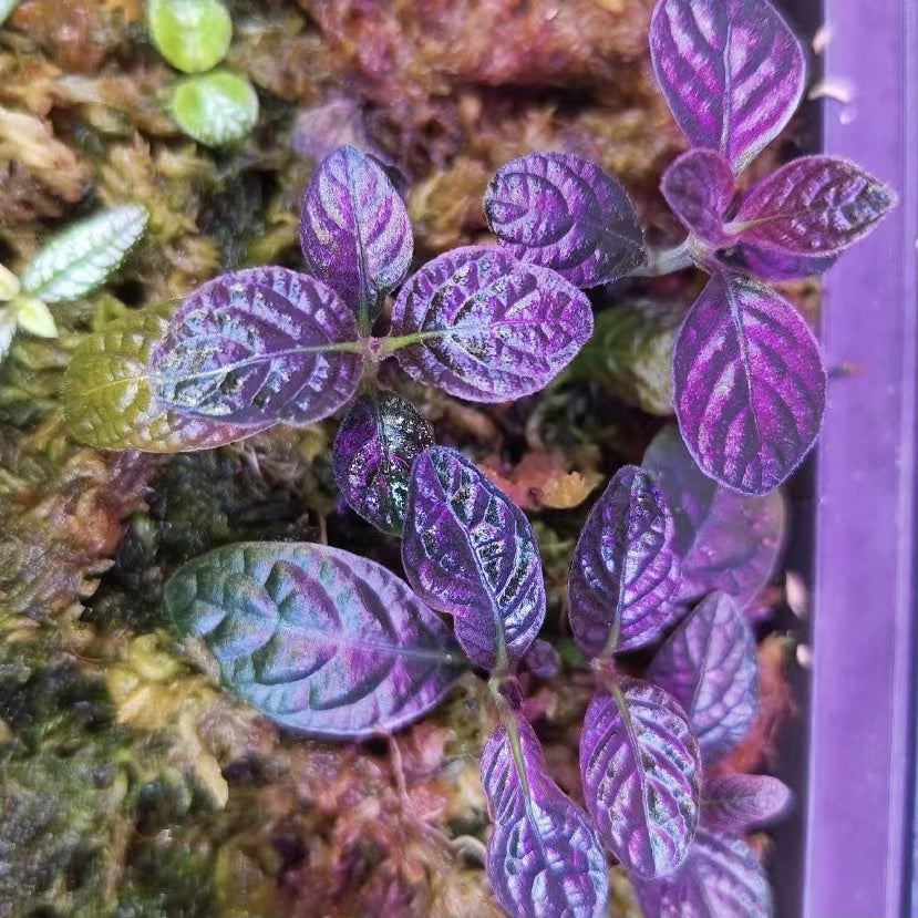 Acanthaceae sp.