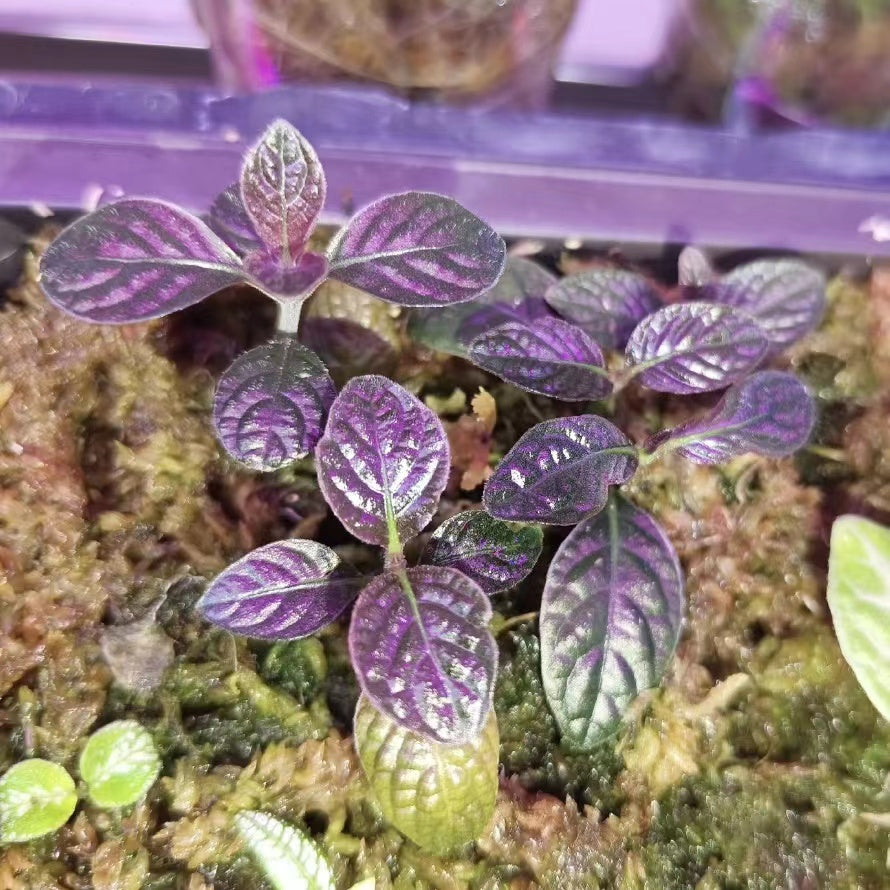 Acanthaceae sp.