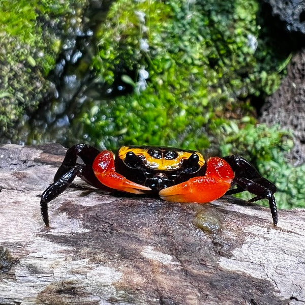 Hamburglar Crab (Lepidothelphusa sp)
