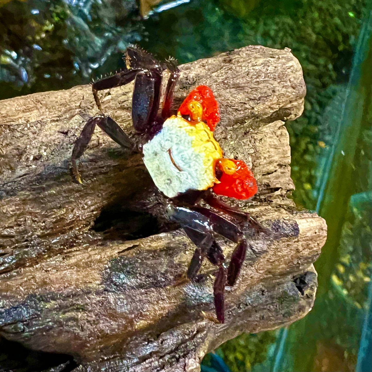Rainbow Vampire Crab (Geosesarma rouxi)