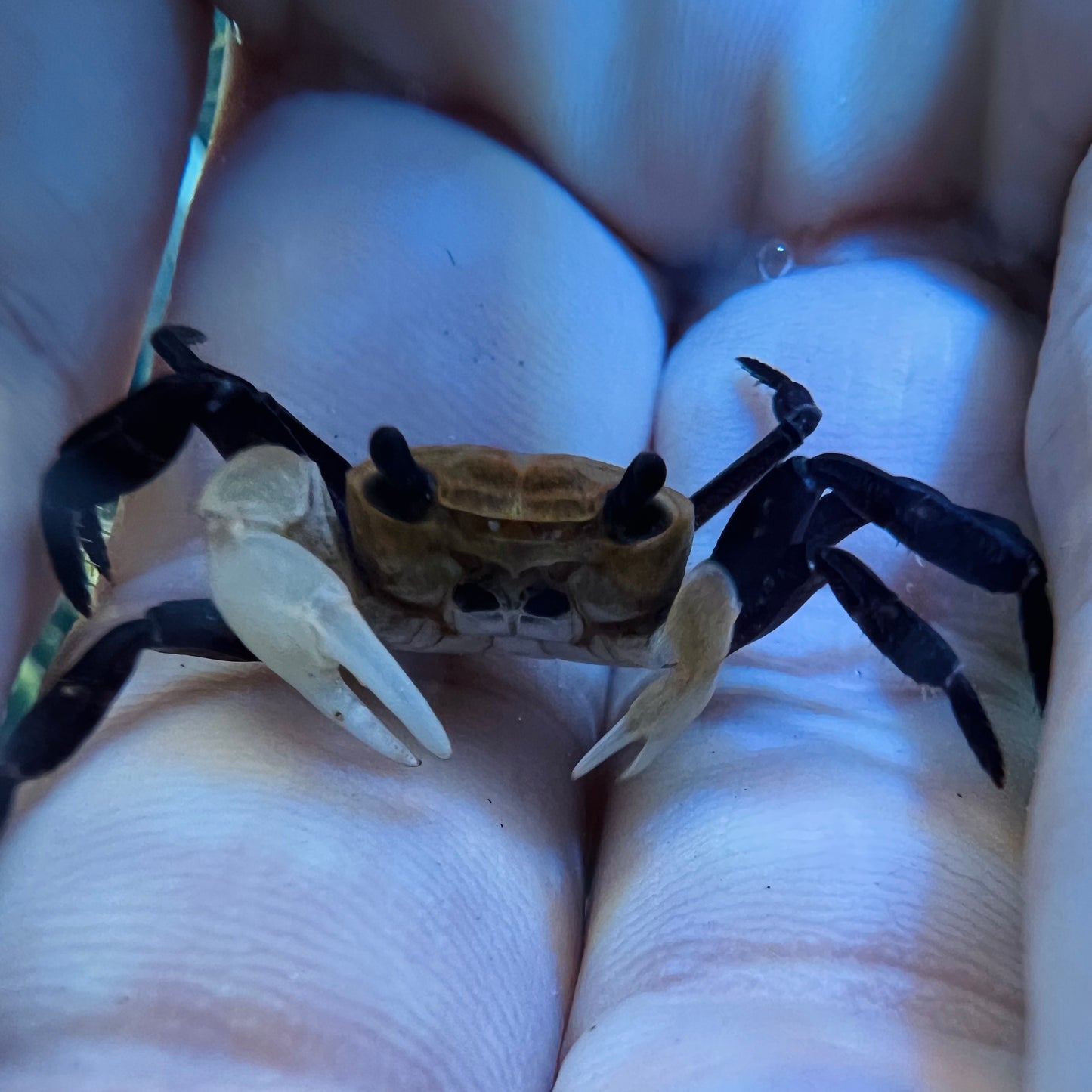 Panda Ninja Crab Lepidothelphusa Cognetti
