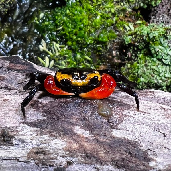 Hamburglar Crab (Lepidothelphusa sp)