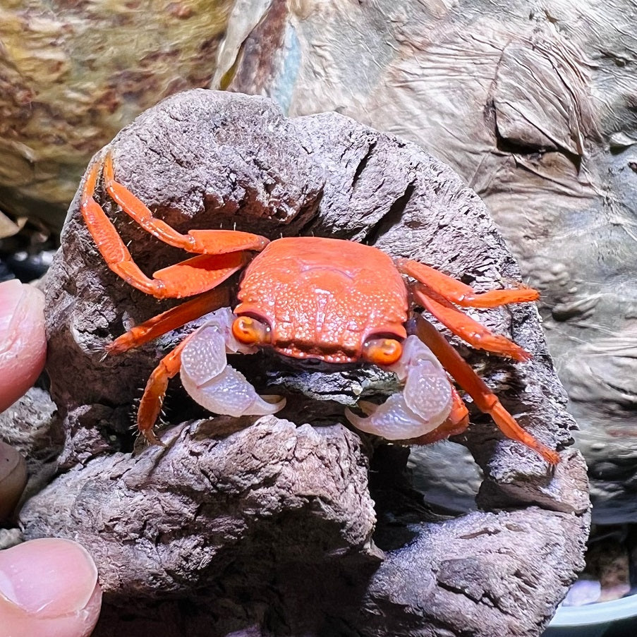 Red Carnaval Vampire Crab (Geosesarma aristocratensis)