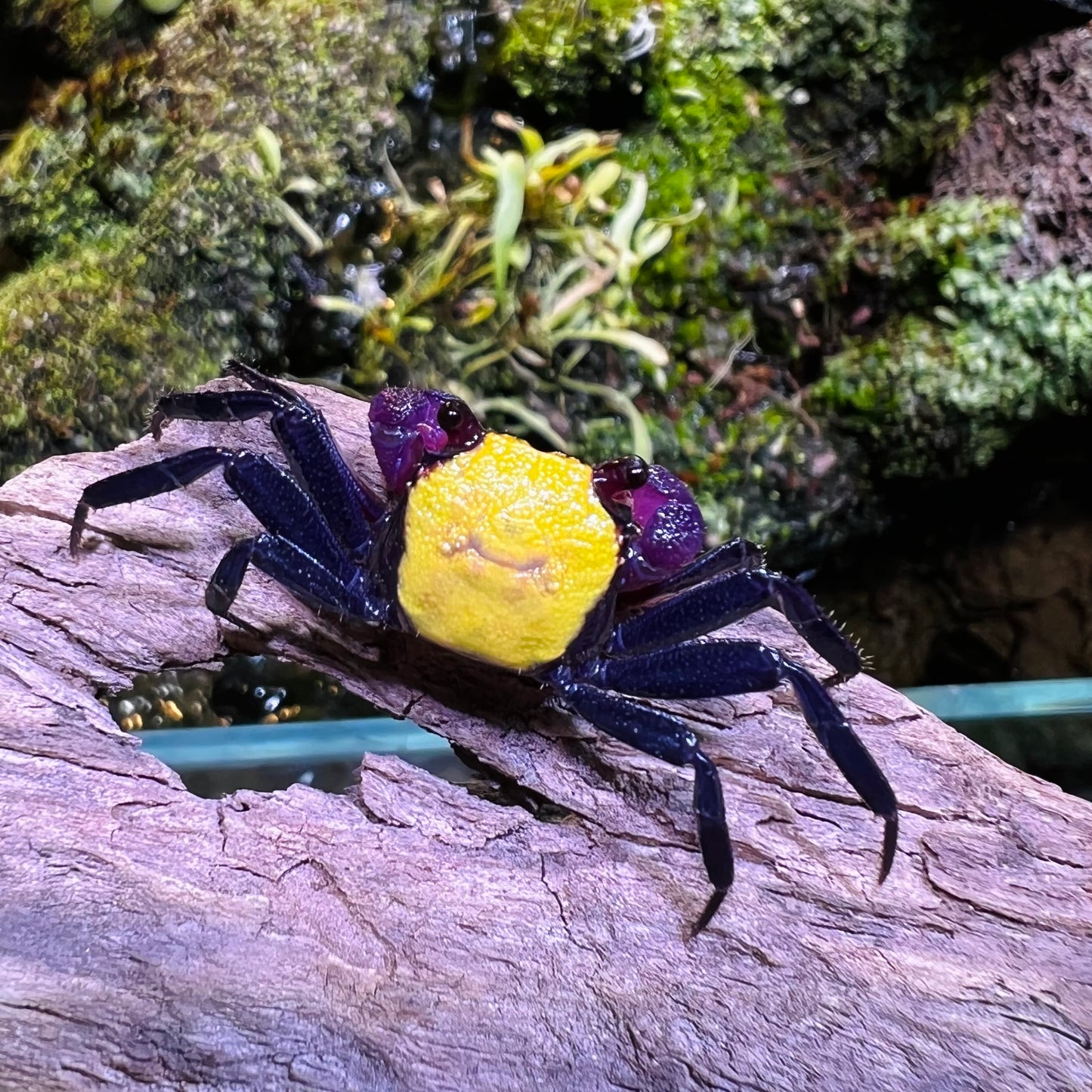 Banana Vampire Crab (Geosesarma tricolour var.)