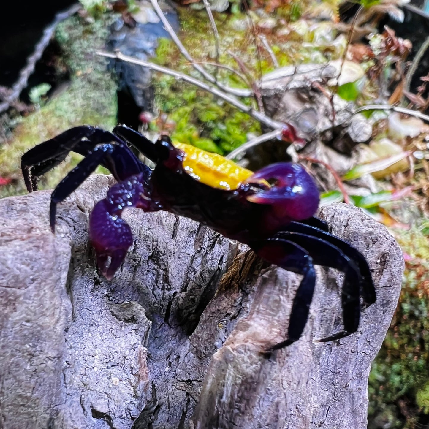 Banana Vampire Crab (Geosesarma tricolour var.)