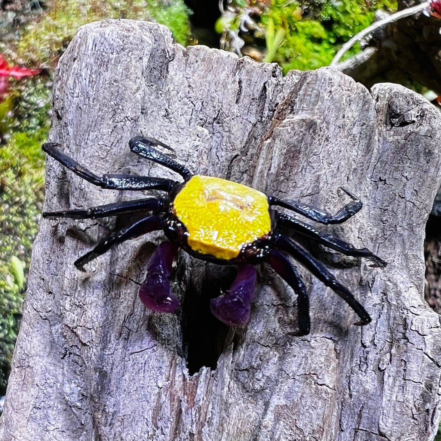 Banana Vampire Crab (Geosesarma tricolour var.)