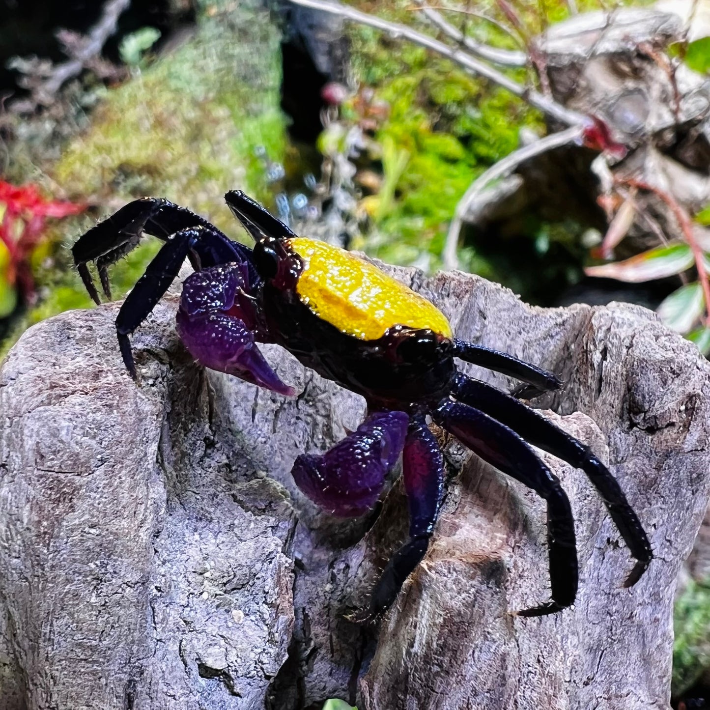 Banana Vampire Crab (Geosesarma tricolour var.)