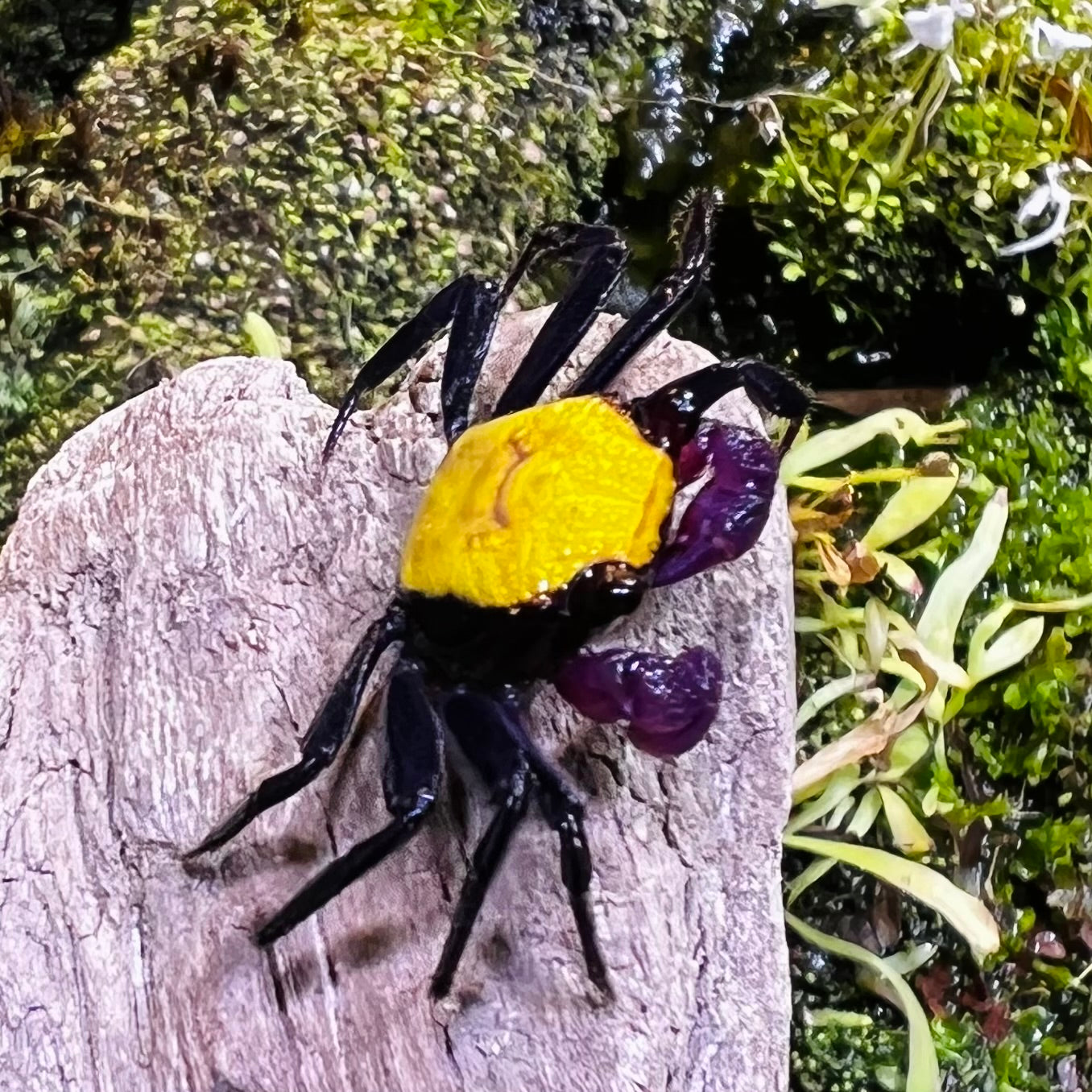 Banana Vampire Crab (Geosesarma tricolour var.)