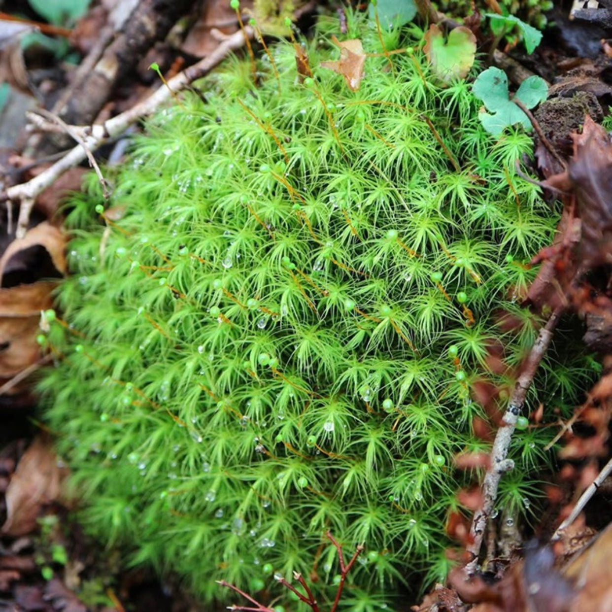 Bartramia pomiformis Hedw.