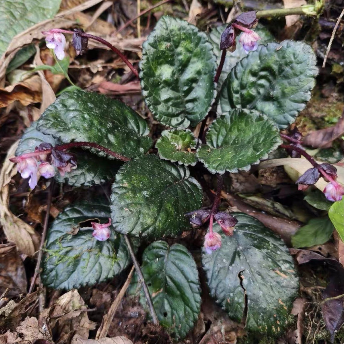 Beccarinda tonkinensis