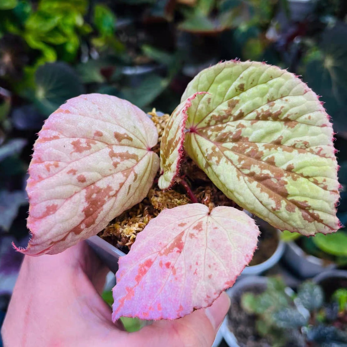 Begonia holosericea