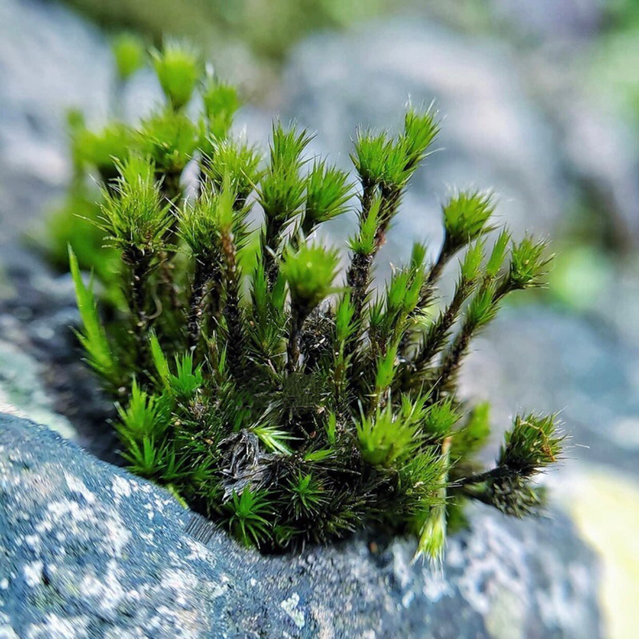 Campylopus umbellatus