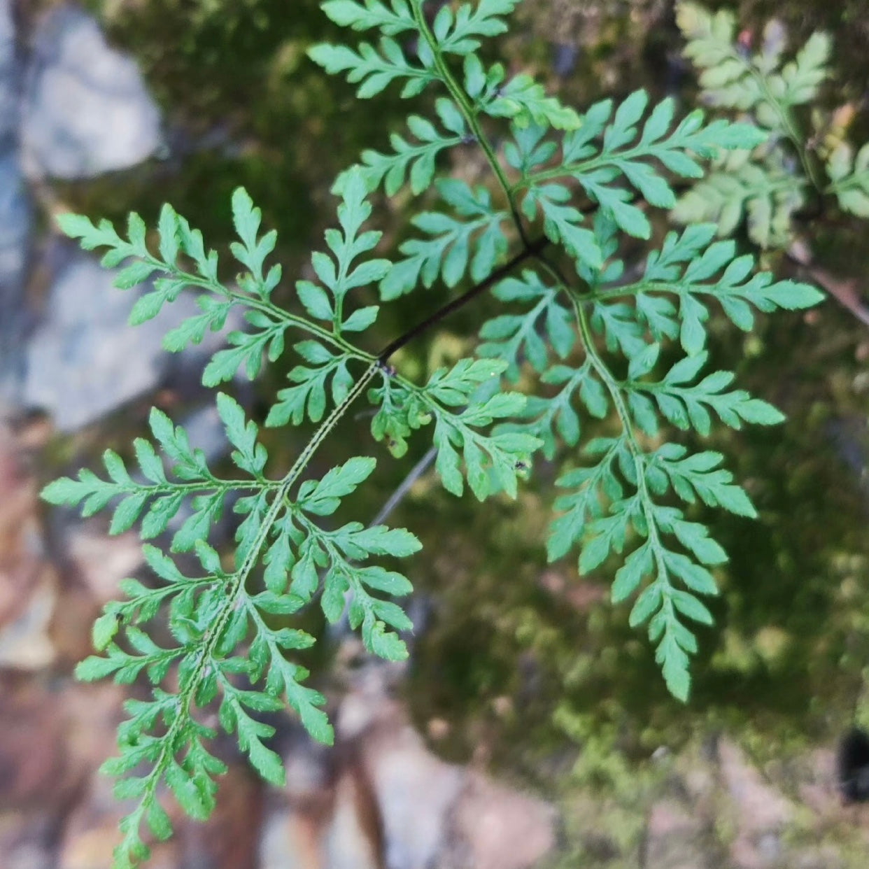 Cheilanthes Tenuifolia