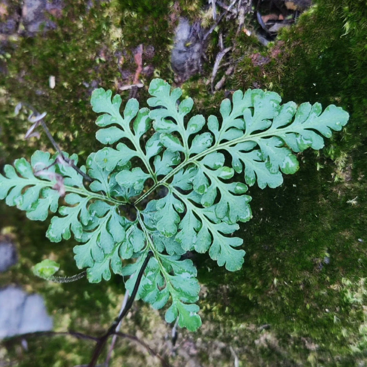Cheilanthes Tenuifolia
