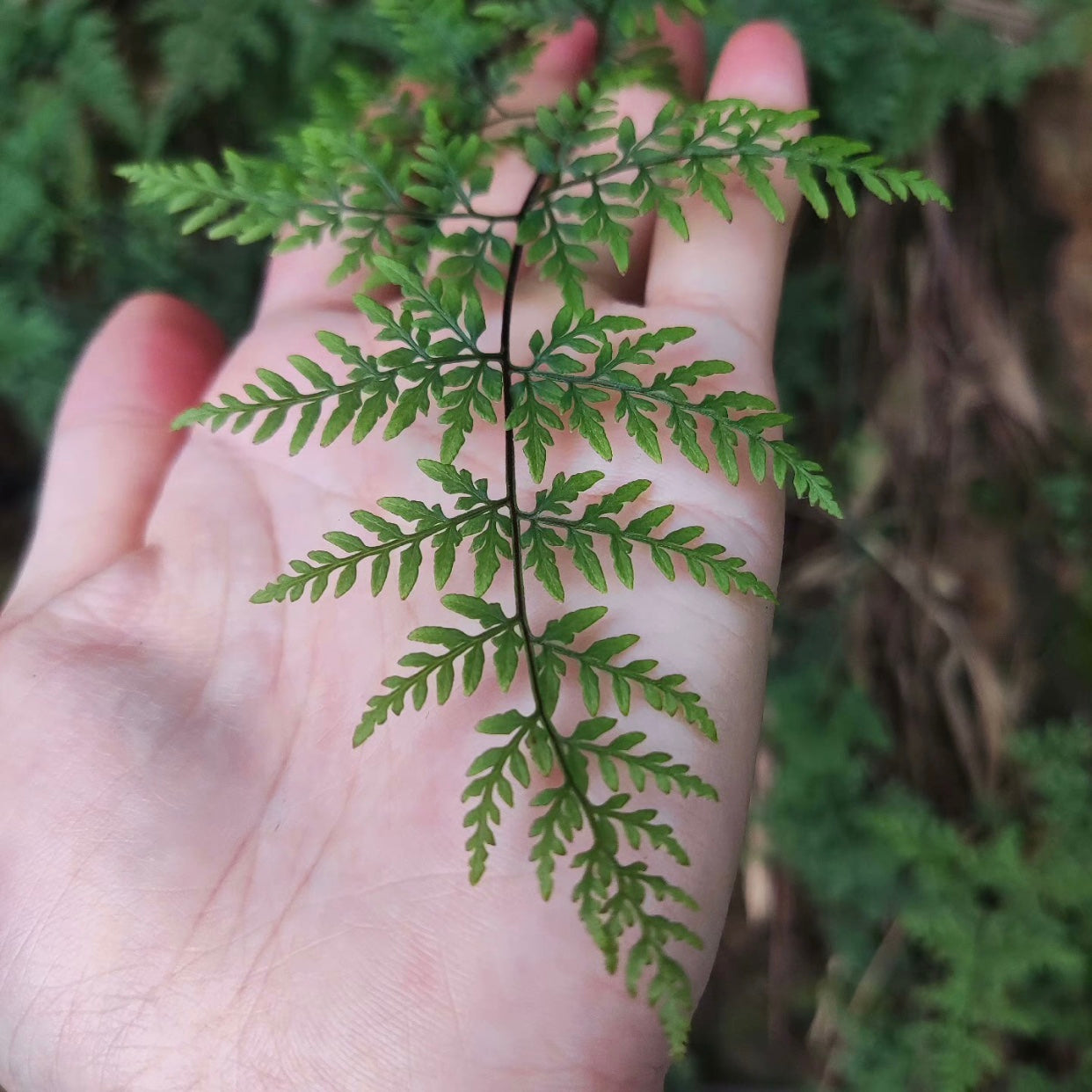 Cheilanthes Tenuifolia