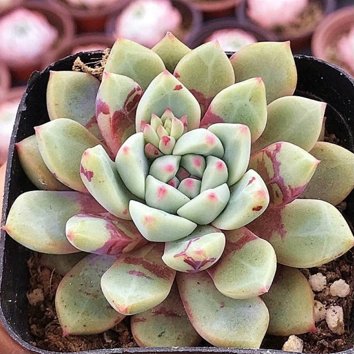 Echeveria ‘Bloody’