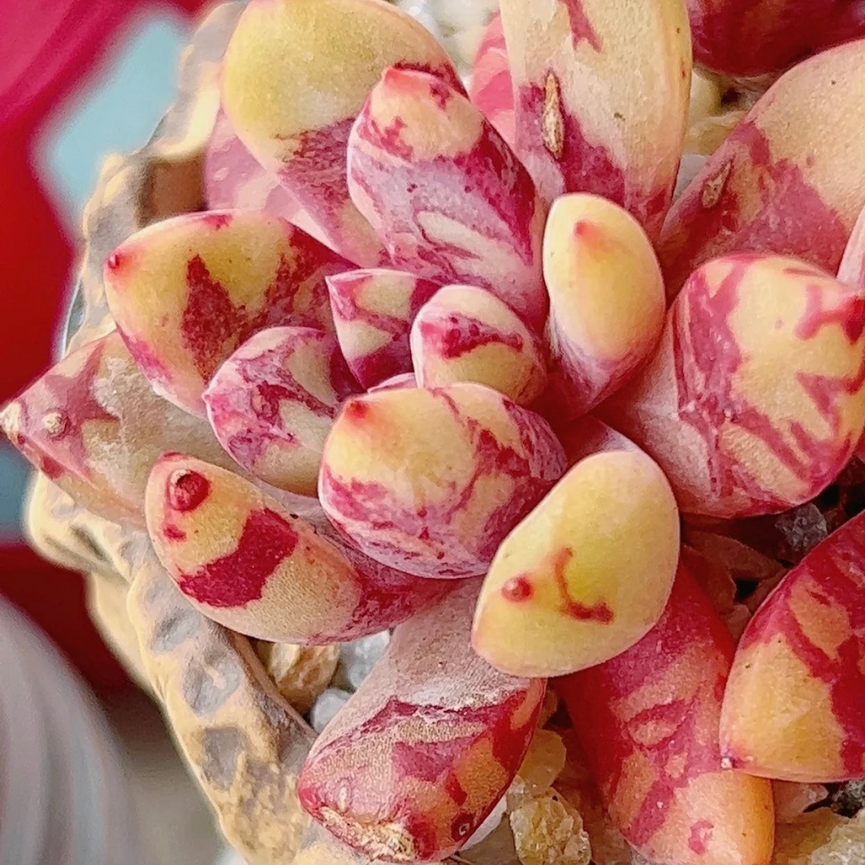 Echeveria ‘Bloody’