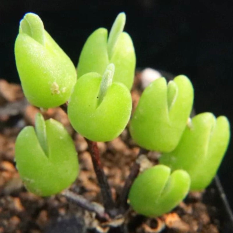 Drosanthemum barwickii shiny