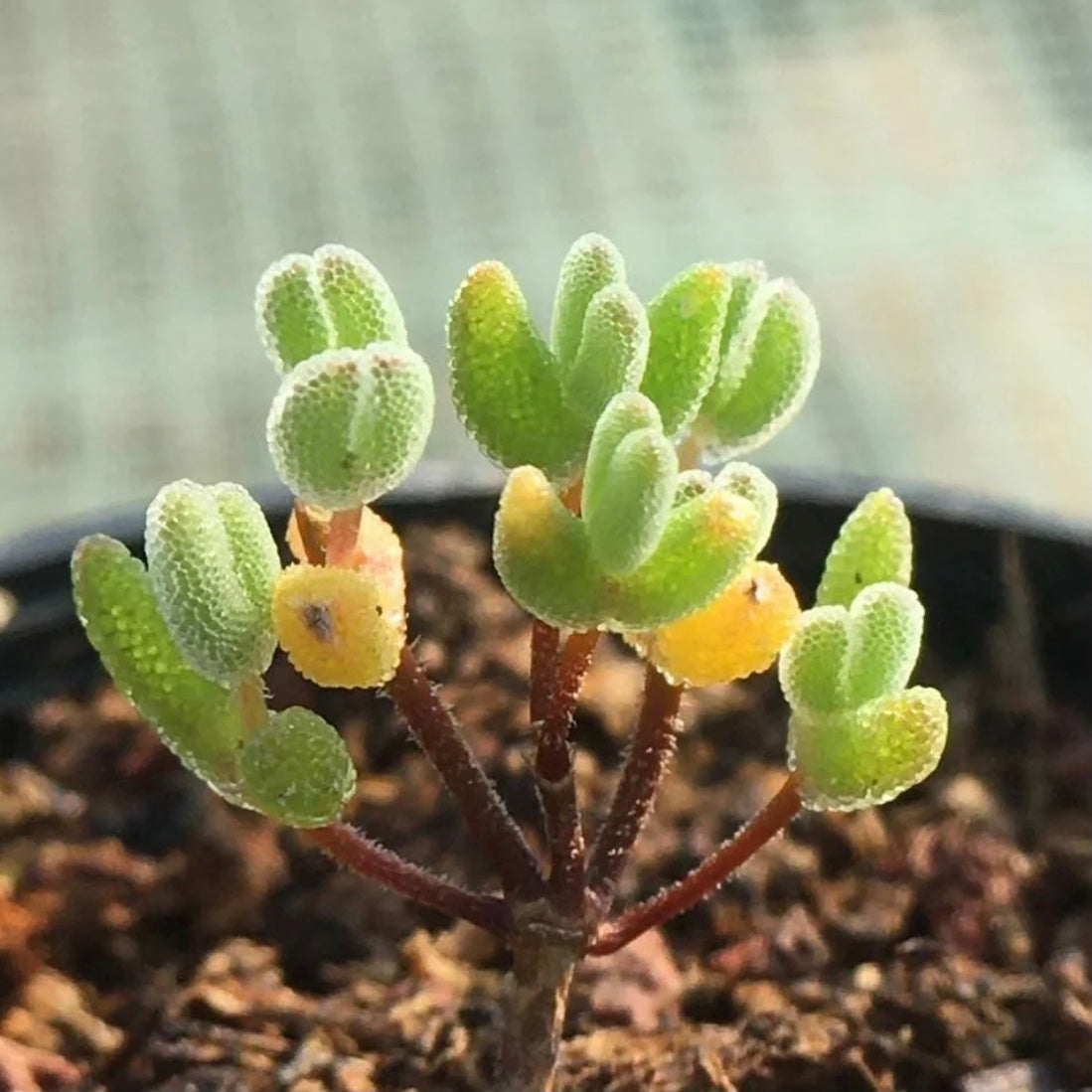 Drosanthemum barwickii shiny