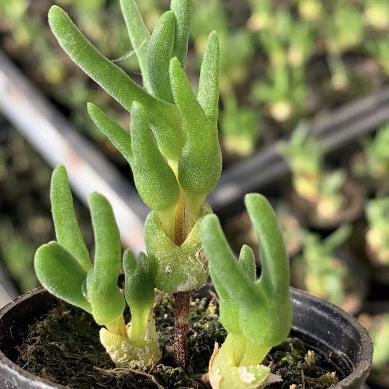 Drosanthemum barwickii shiny