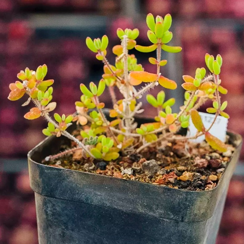 Drosanthemum sp. diamond