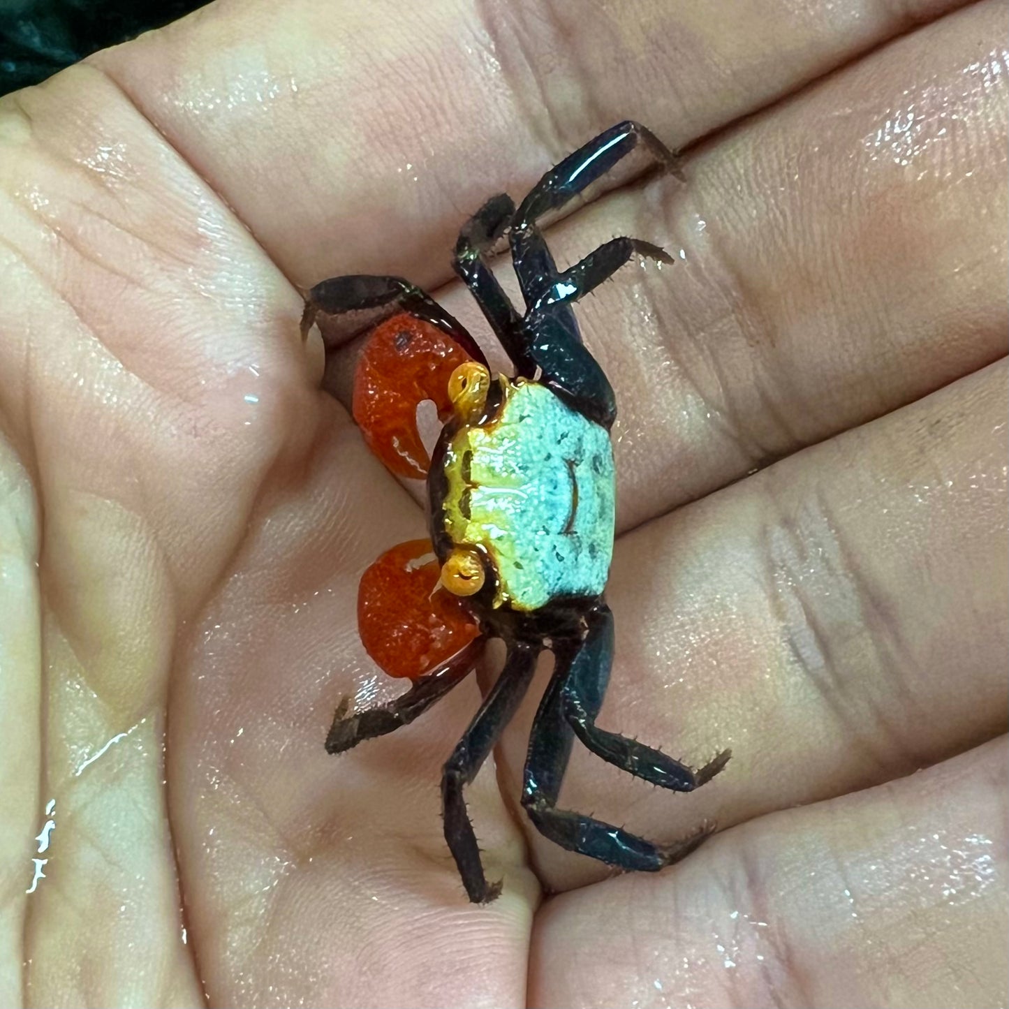 Rainbow Vampire Crab (Geosesarma rouxi)