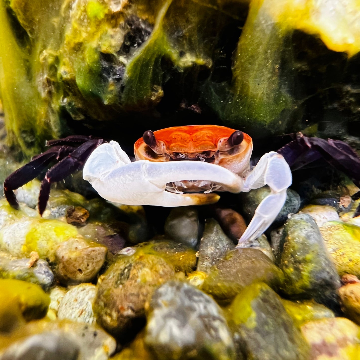 Blue Sky Ninja Crab (Lepidothelphusa sp Blue Sky)