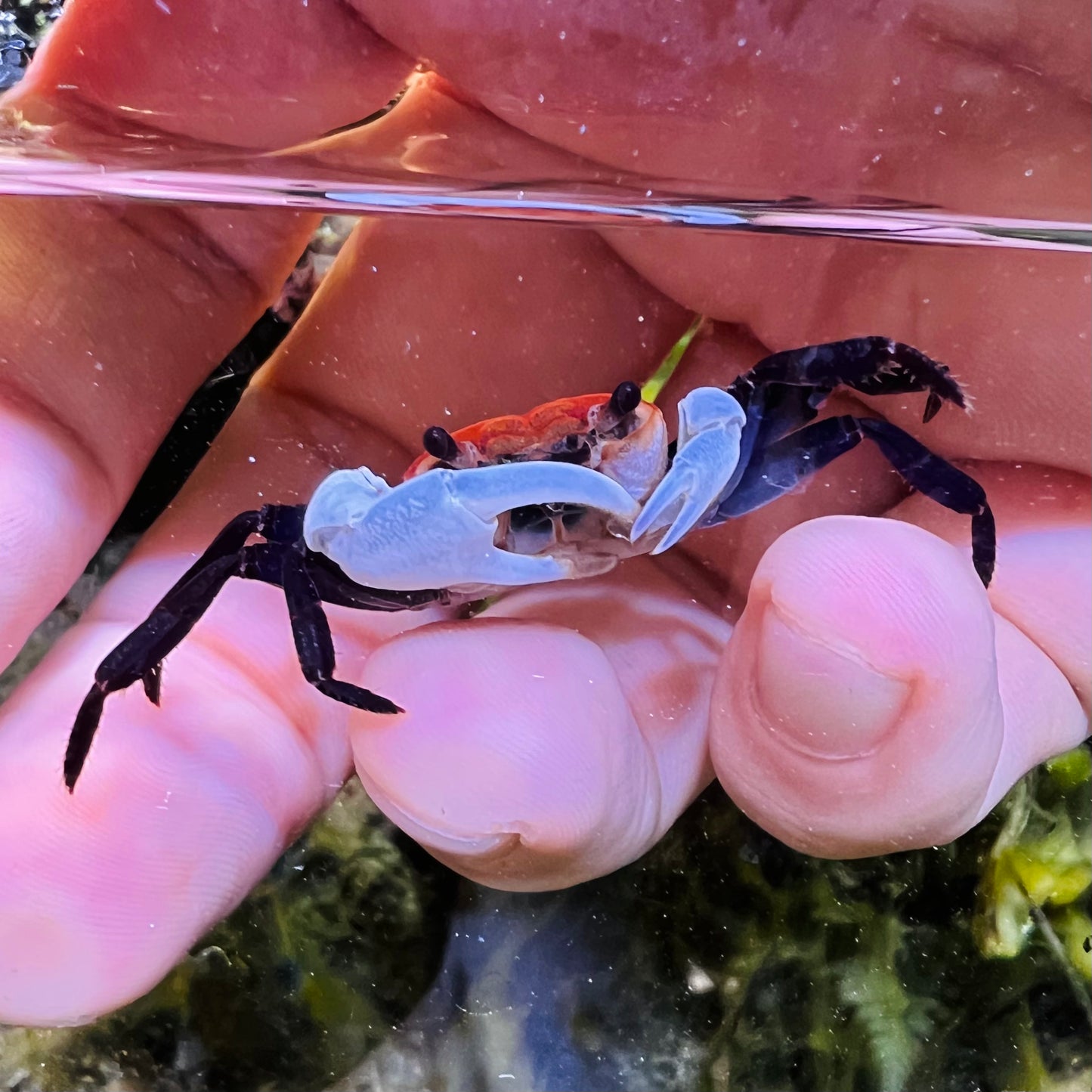 Blue Sky Ninja Crab (Lepidothelphusa sp Blue Sky)