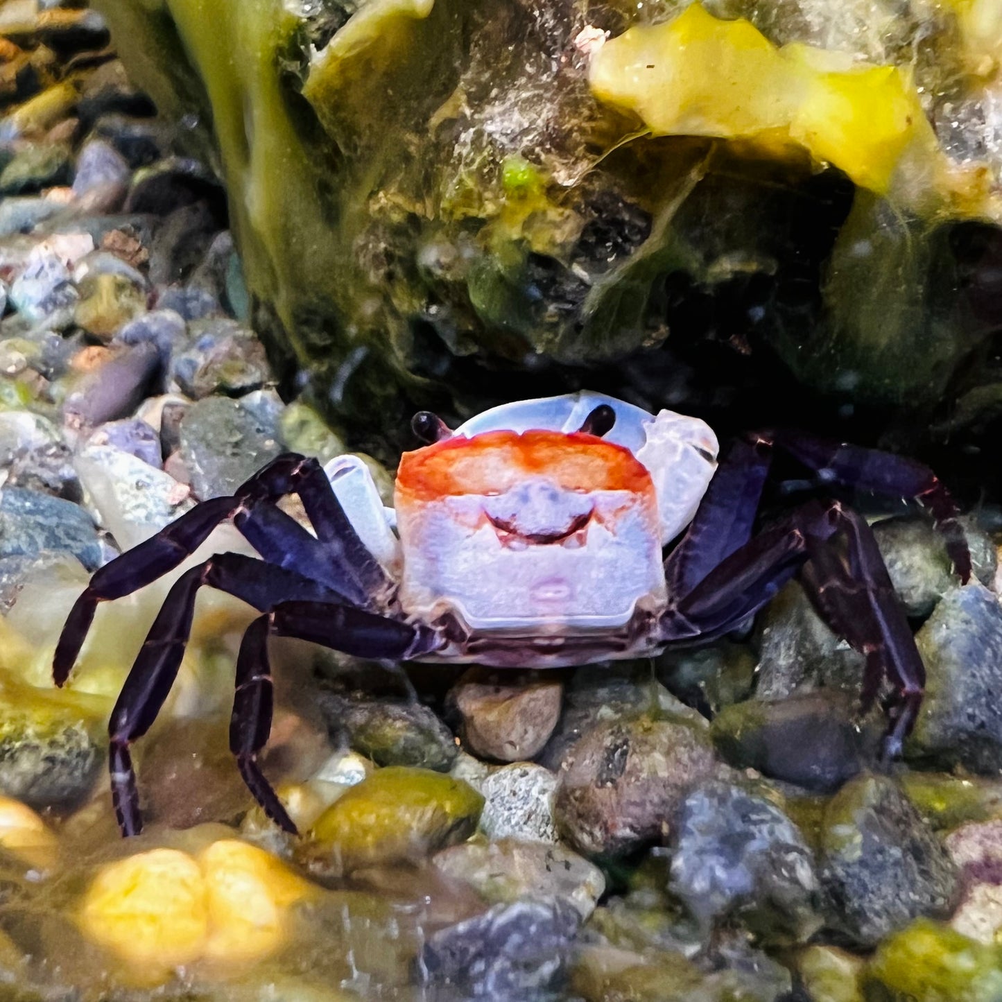 Blue Sky Ninja Crab (Lepidothelphusa sp Blue Sky)
