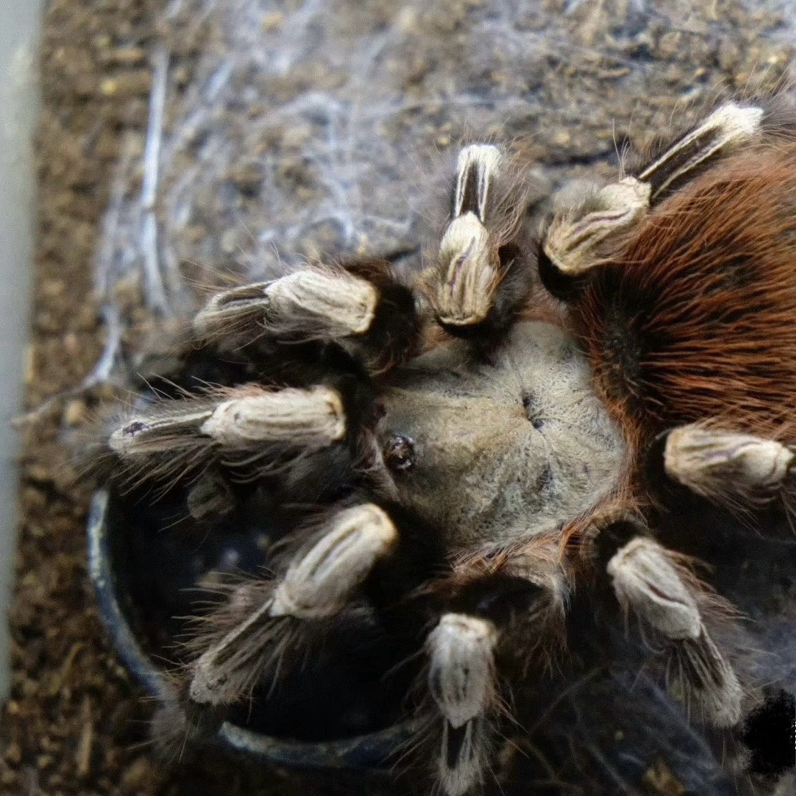 Red and White Tarantula (Nhandu chromatus)