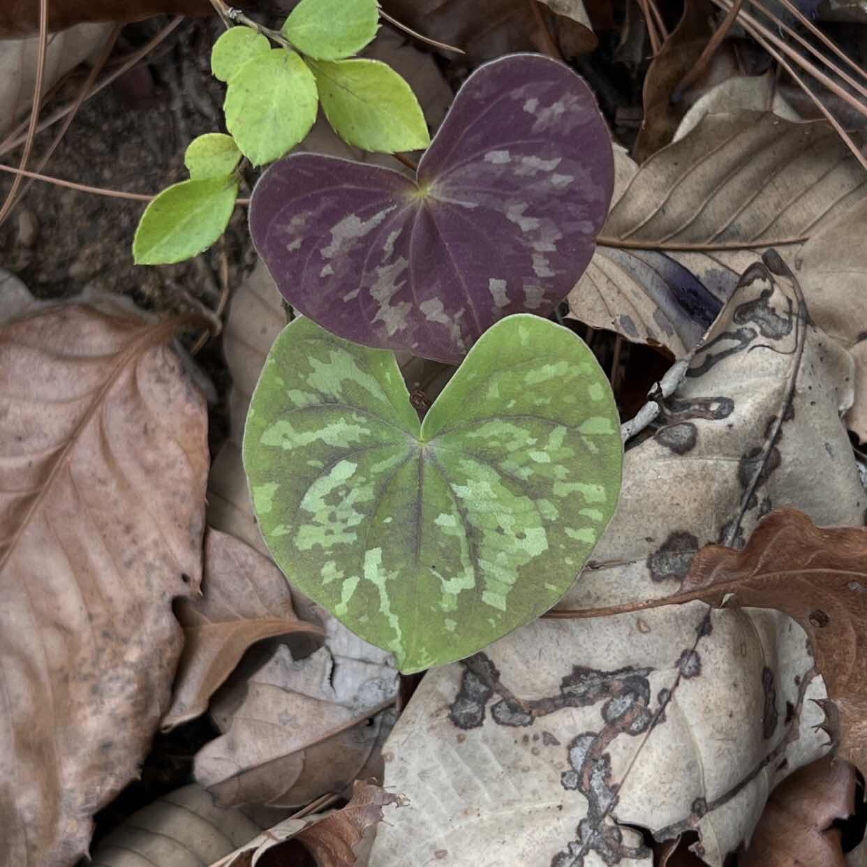 Dioscorea discolor
