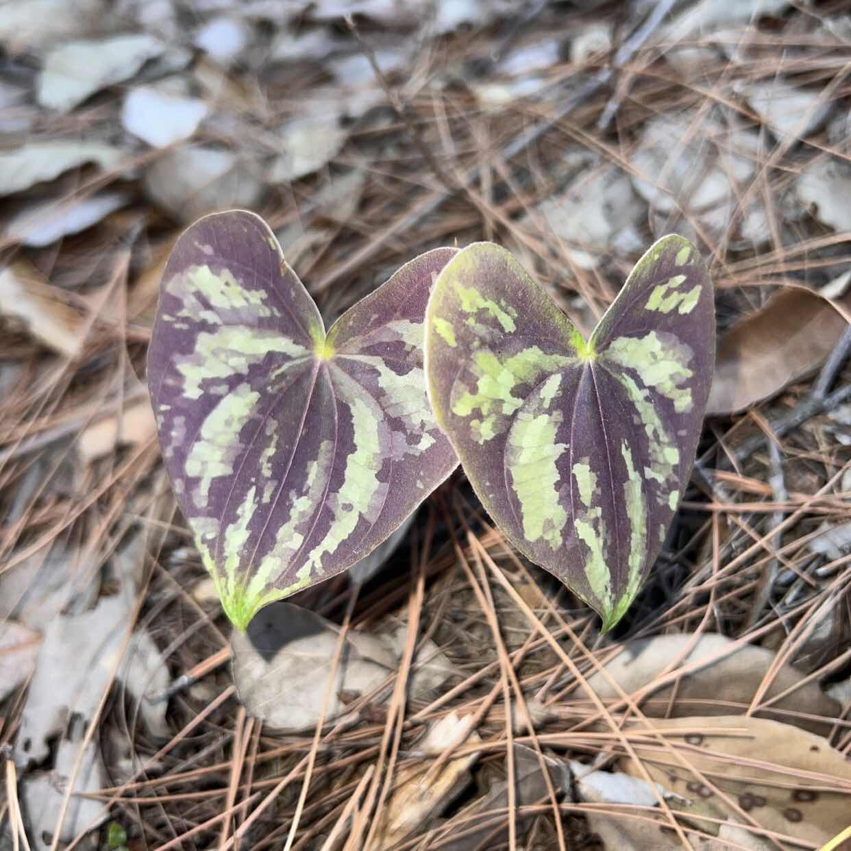 Dioscorea discolor