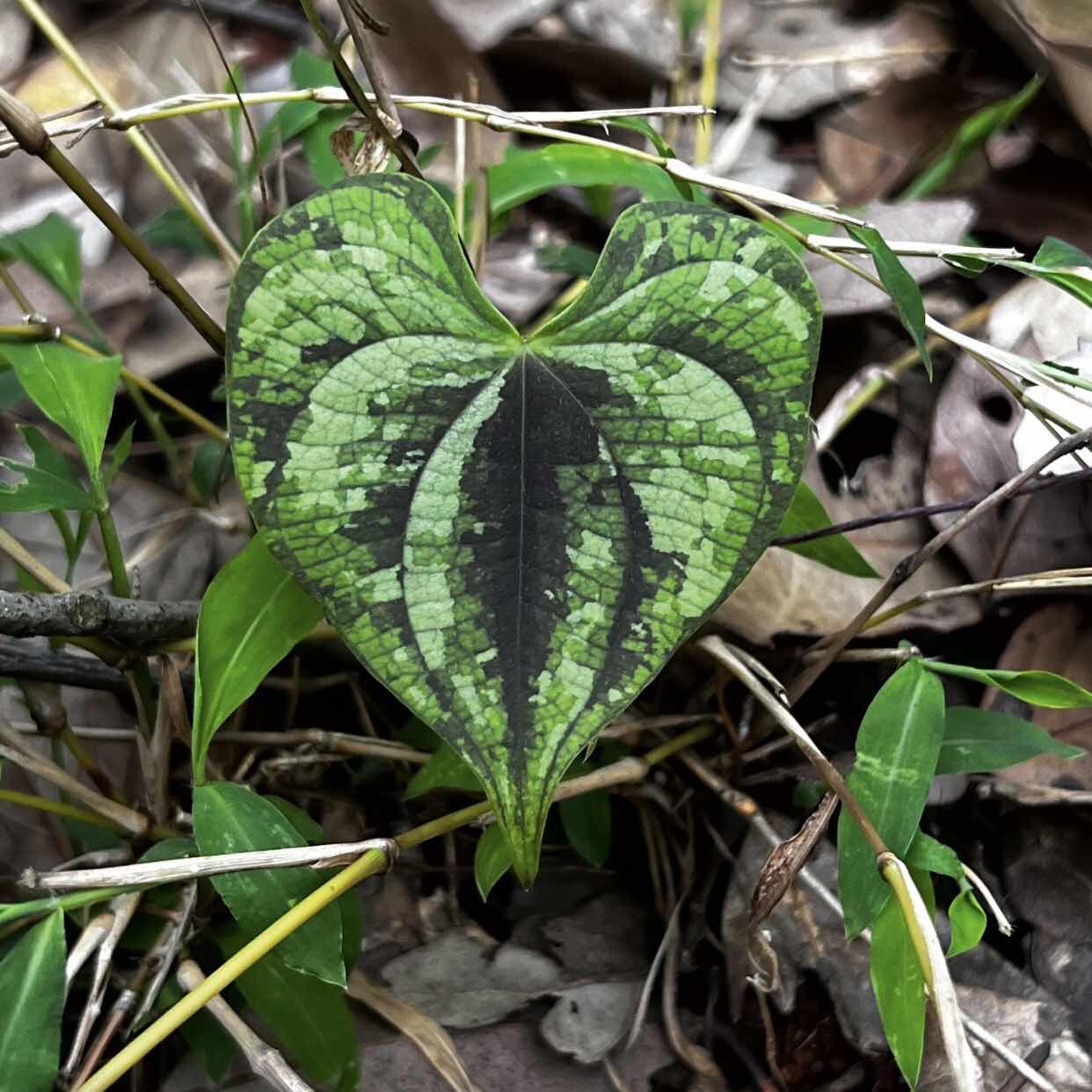 Dioscorea discolor