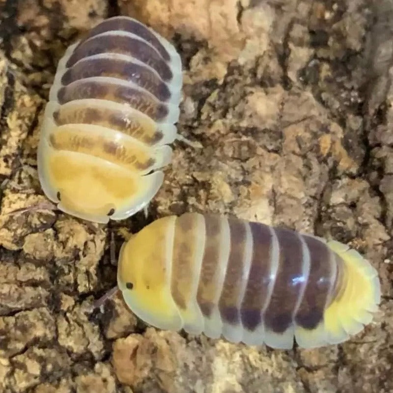 Jupiter Isopods(Cubaris sp.'jupiter')