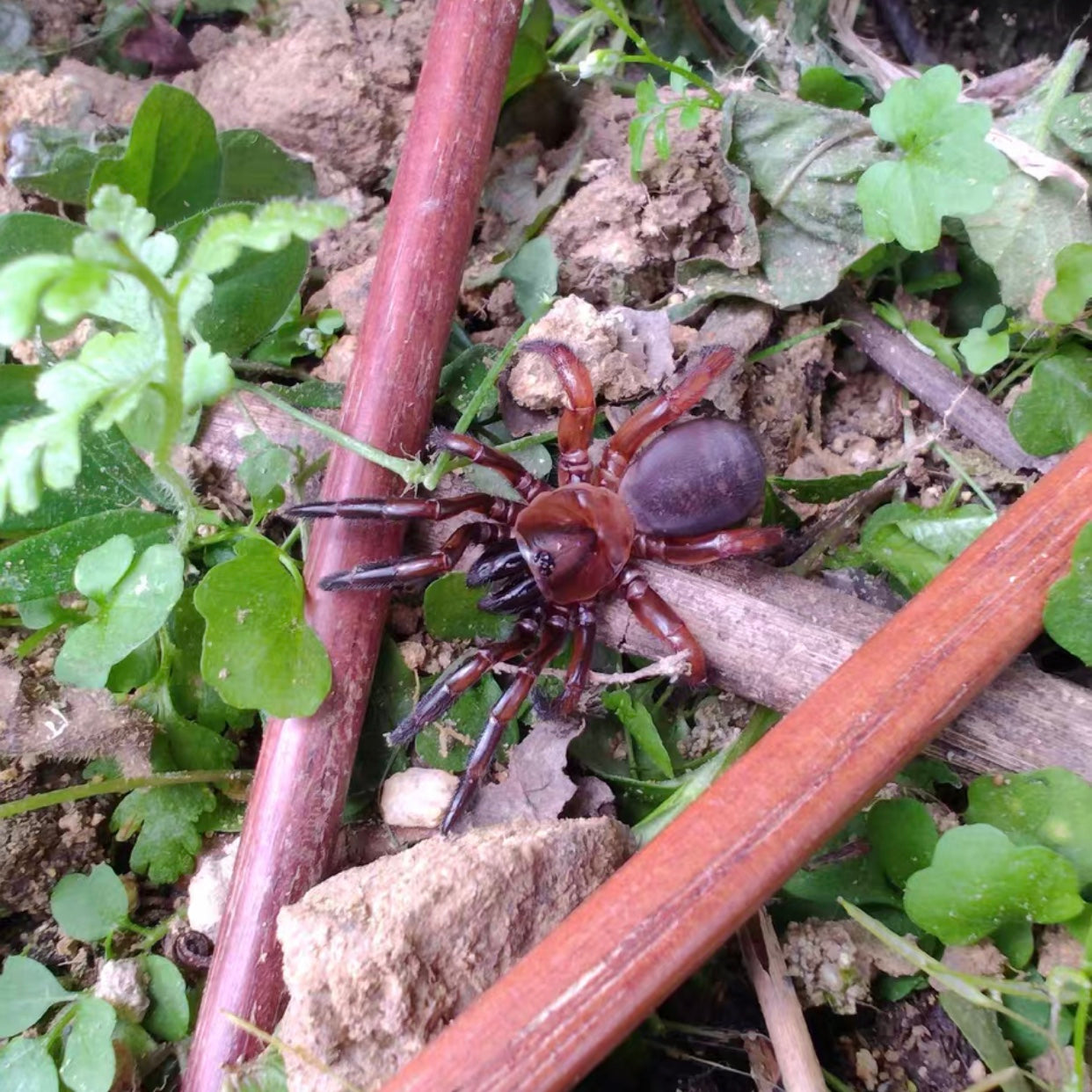 Latouchia wenruni lin