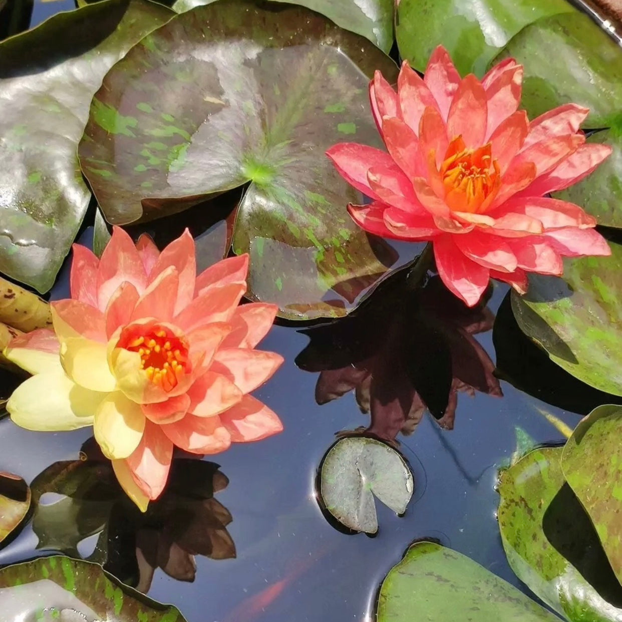 Wanvisa Waterlily(Nymphaea 'Wanvisa')