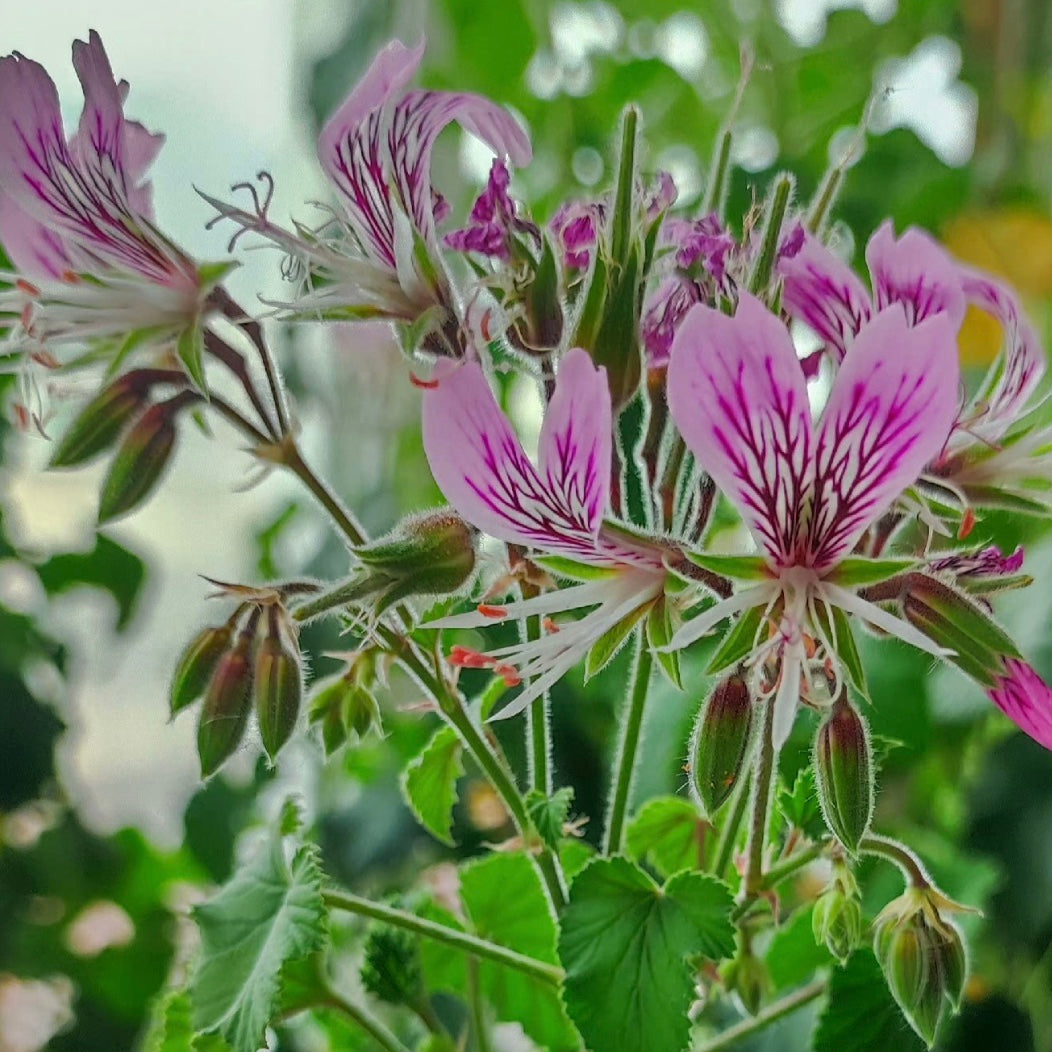 Pelargonium cordifolium