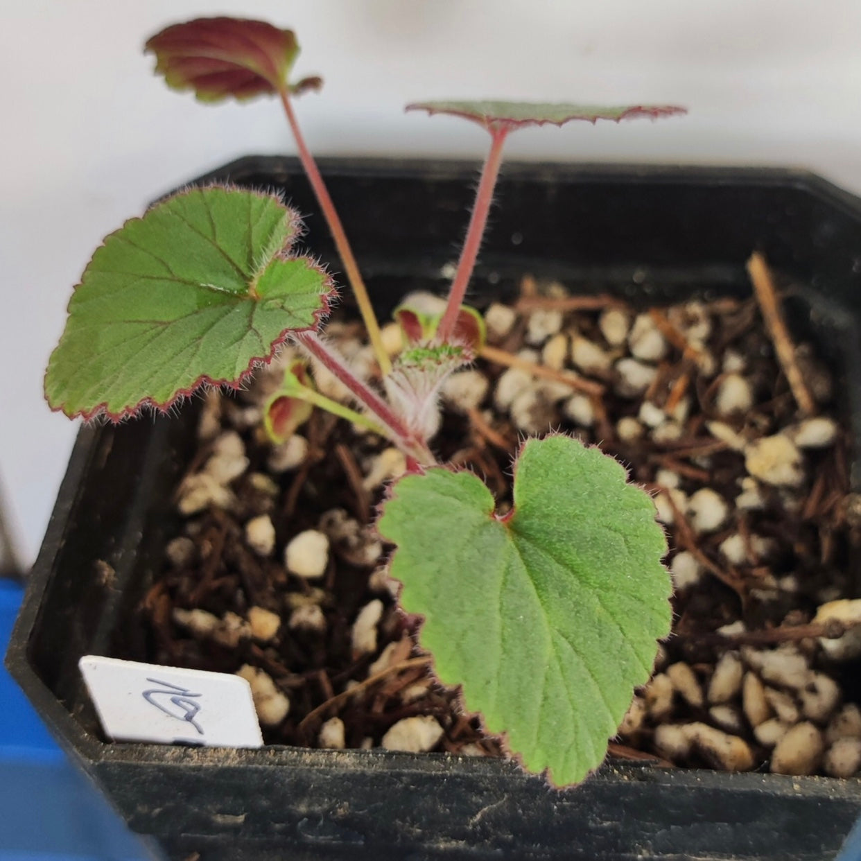 Pelargonium cordifolium
