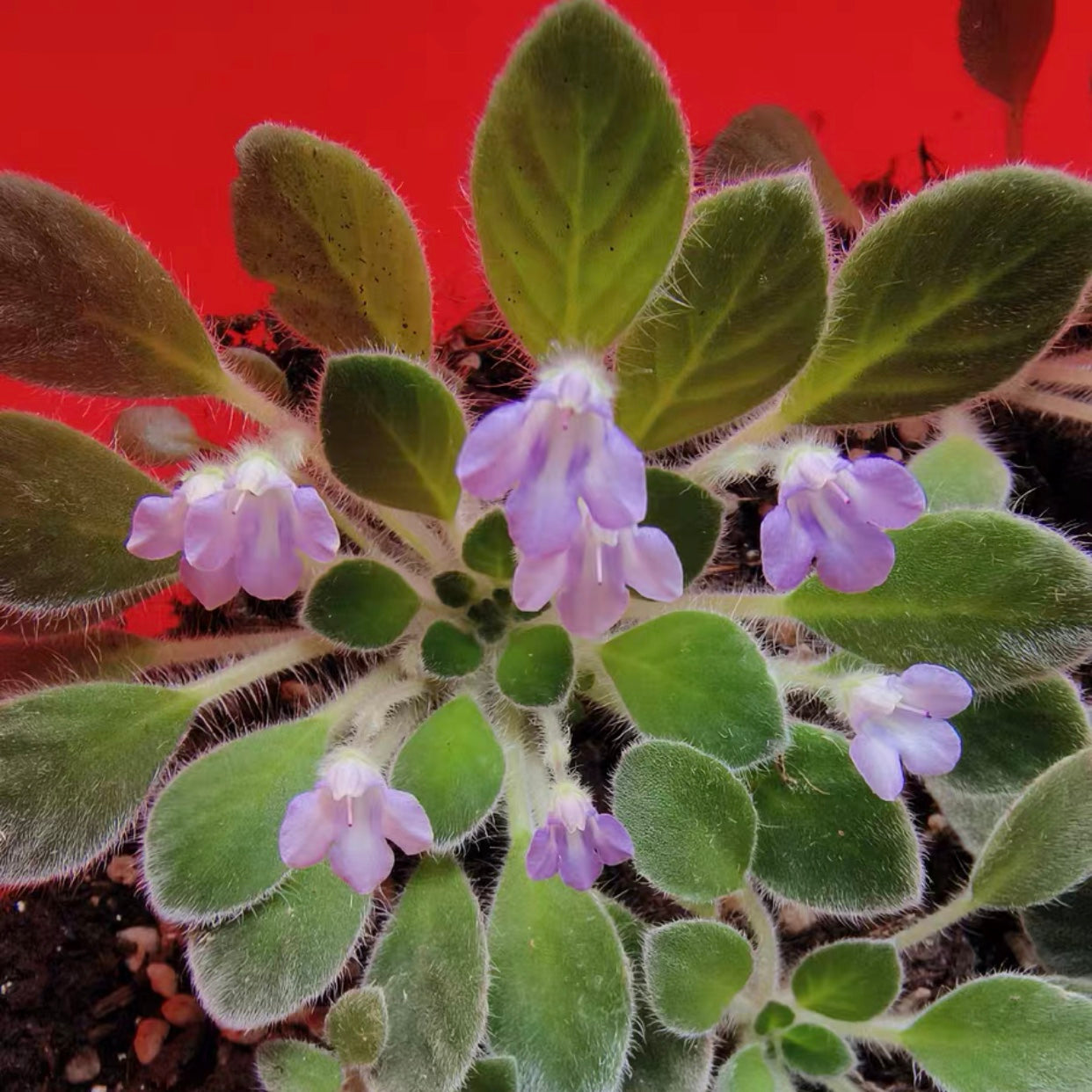 Petrocosmea chiwui