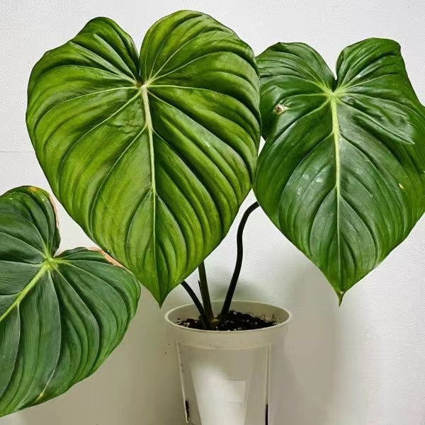 philodendron acutatum price Philodendron Mcdowell