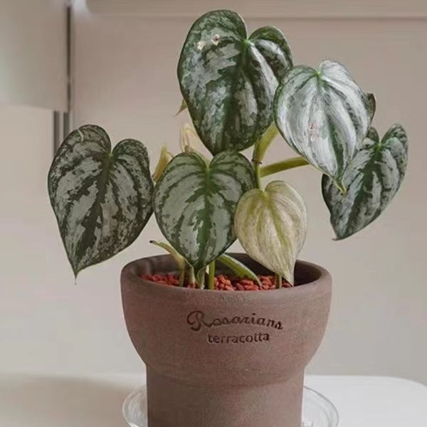 Philodendron brandtianum