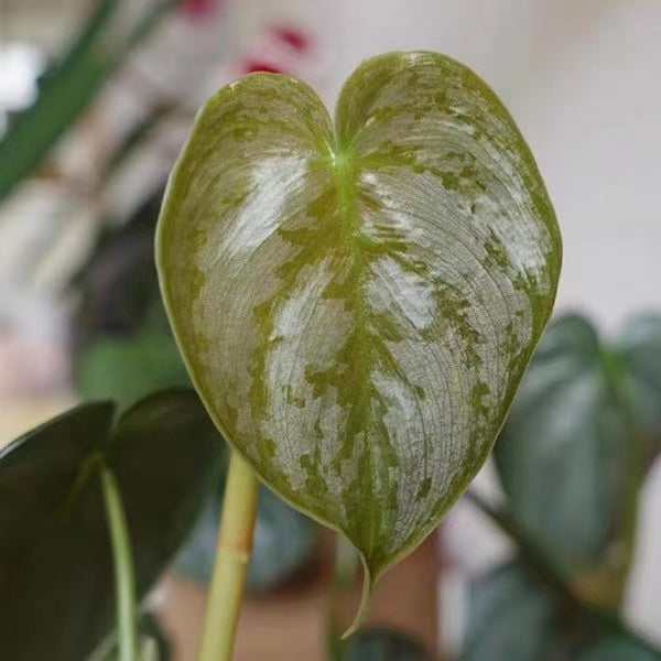 Philodendron brandtianum