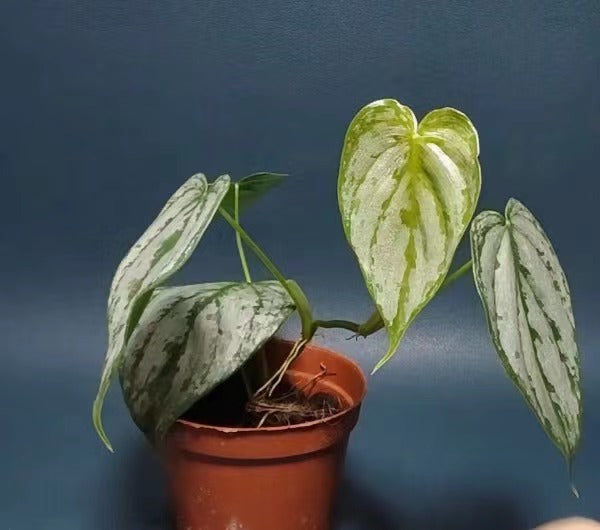 Philodendron brandtianum