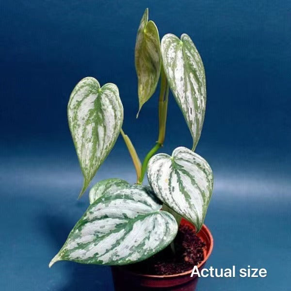 Philodendron brandtianum